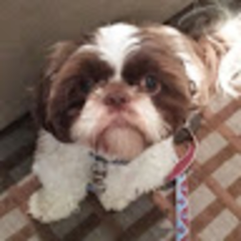 Meet your Posher, Lexi